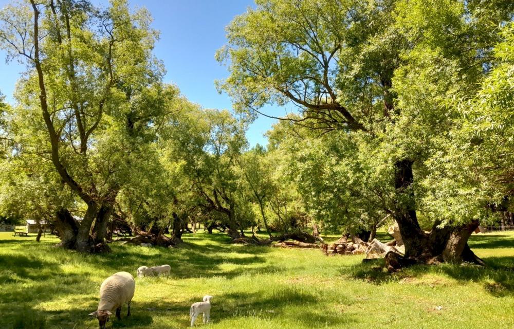 Sheep grazing under native willow trees on the farm