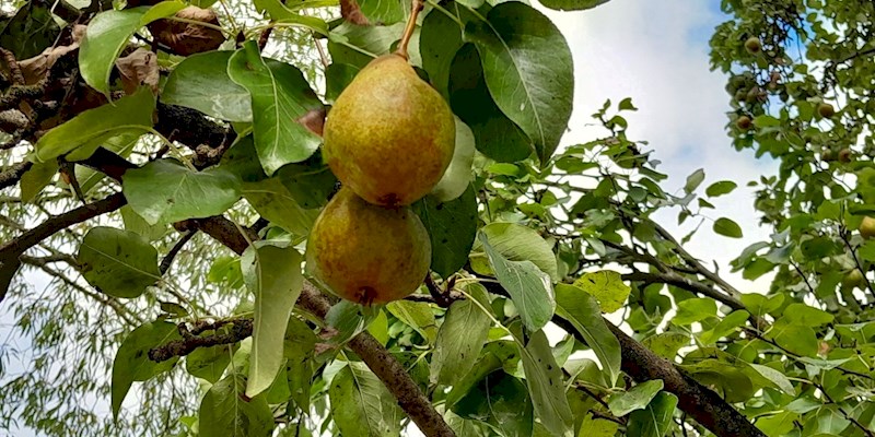old pear tree